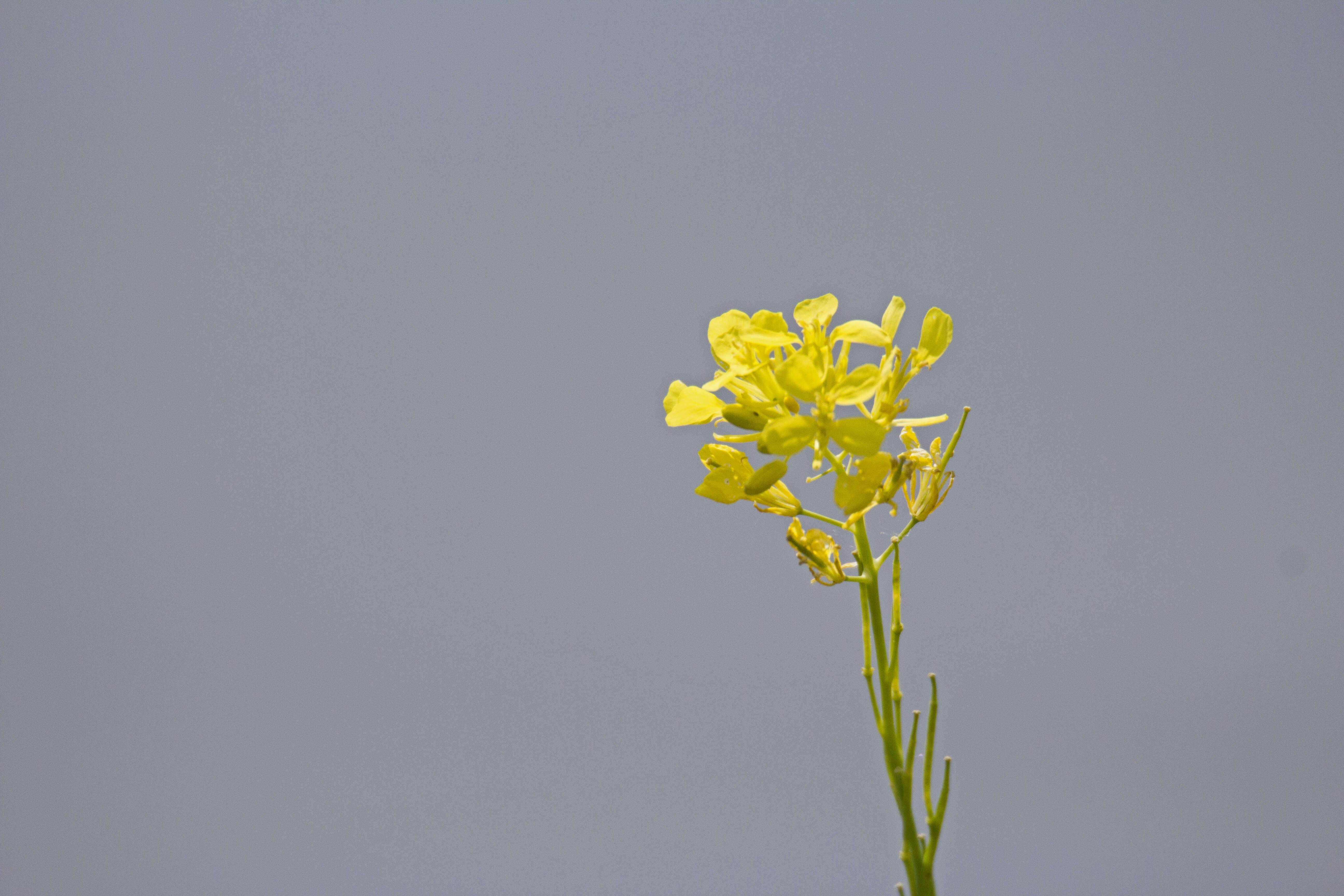 Image of charlock mustard