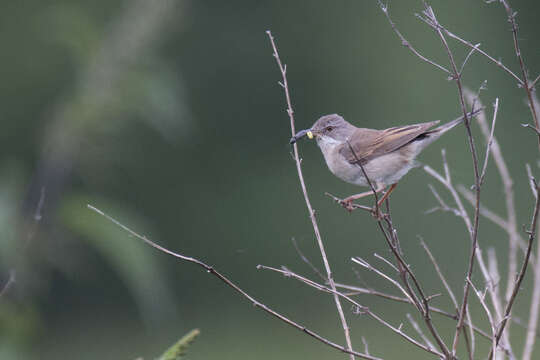 Image of Sylvia communis