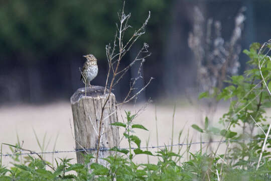 Image of Song Thrush