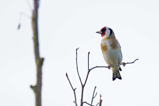 Image of European Goldfinch