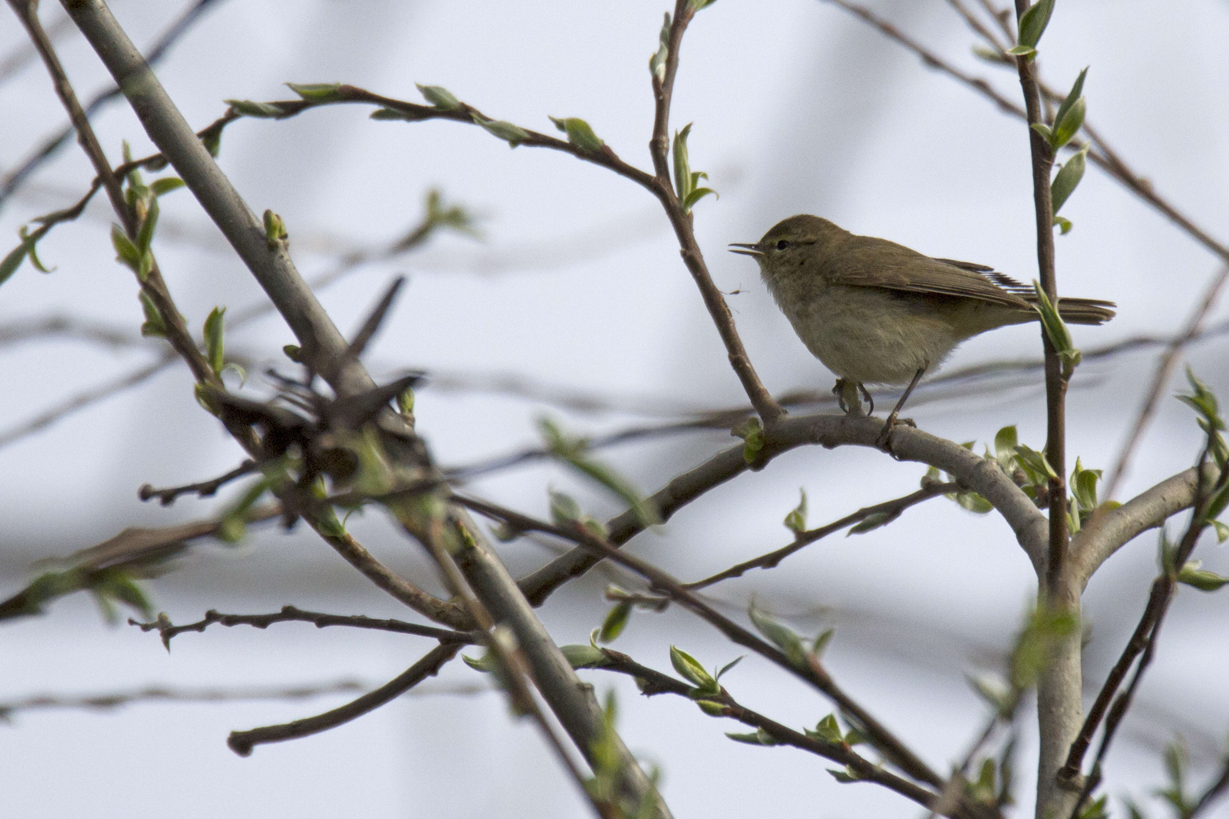 Image of Willow Warbler