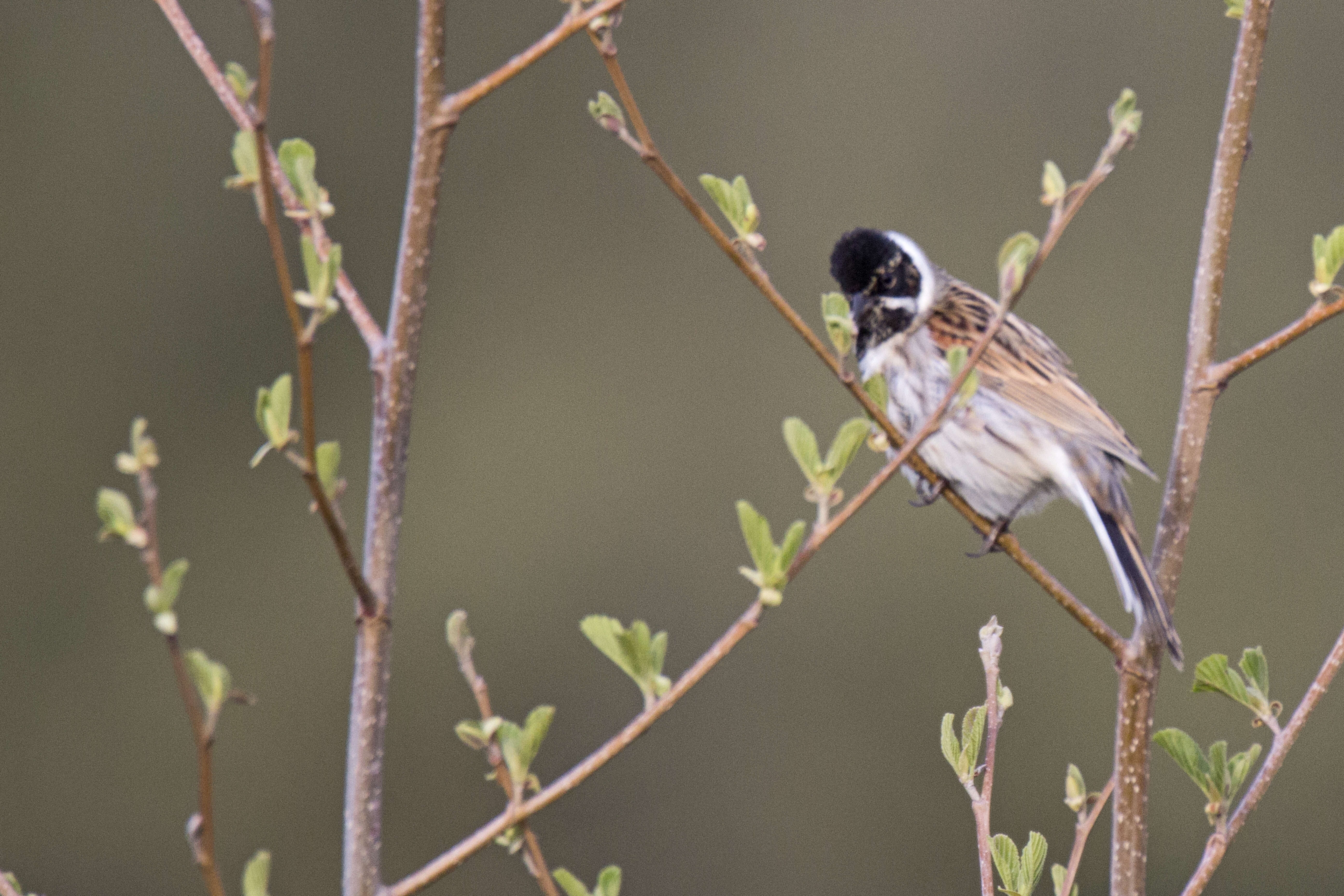 Image of Common Reed Bunting