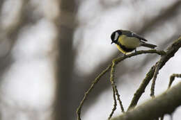 Image of Great Tit