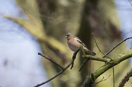 Image of Fringilla Linnaeus 1758