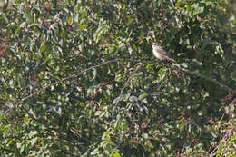 Image of Whinchat