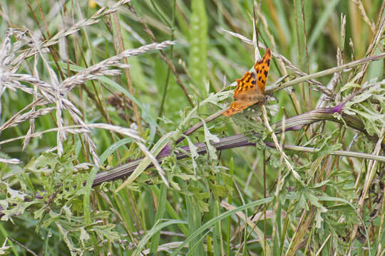 Image of Comma