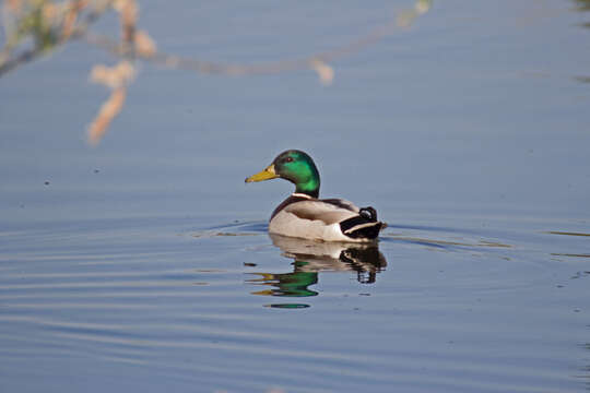 Image of Common Mallard