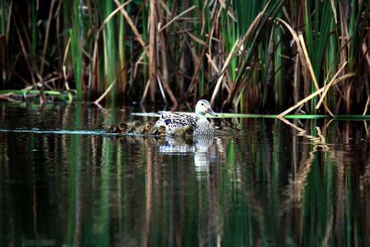 Image of Common Mallard