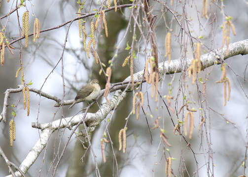 Image of Willow Warbler