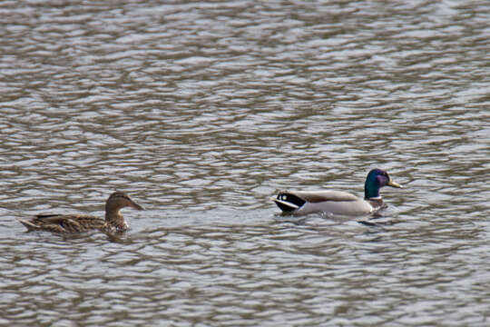 Image of Common Mallard