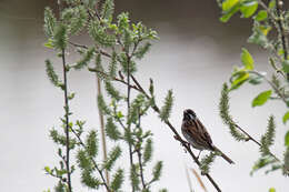 Image of Common Reed Bunting