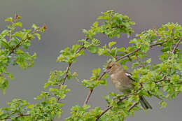 Image of Fringilla Linnaeus 1758