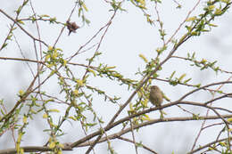 Image of Willow Warbler