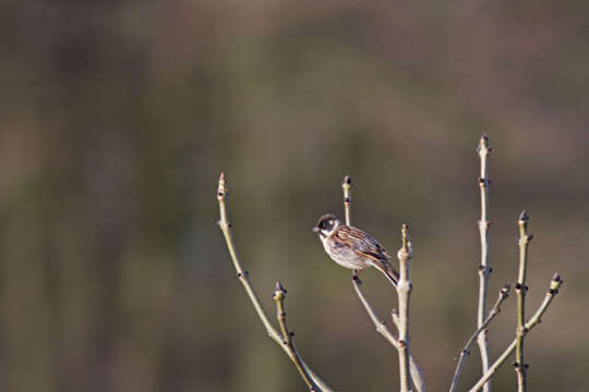 Image of Common Reed Bunting