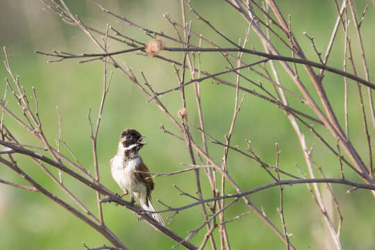 Image of Common Reed Bunting