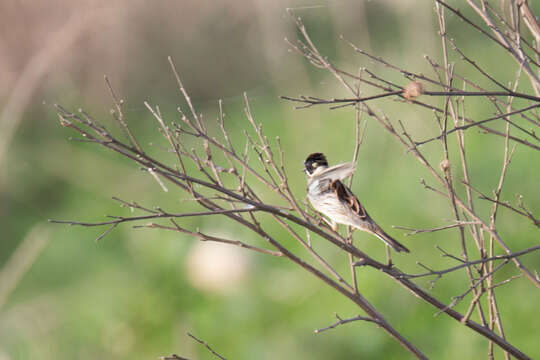 Image of Common Reed Bunting