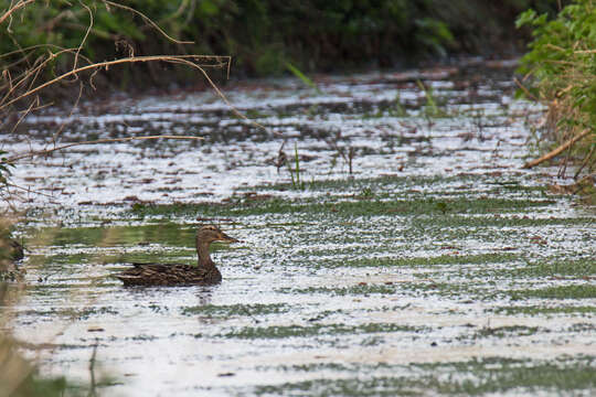 Image of Common Mallard