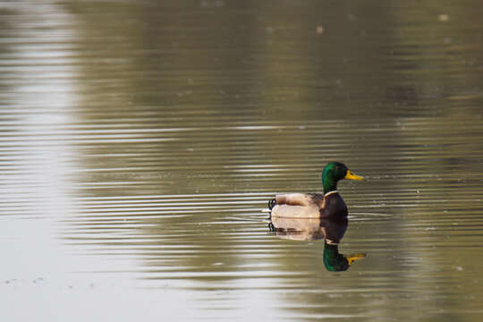 Image of Common Mallard