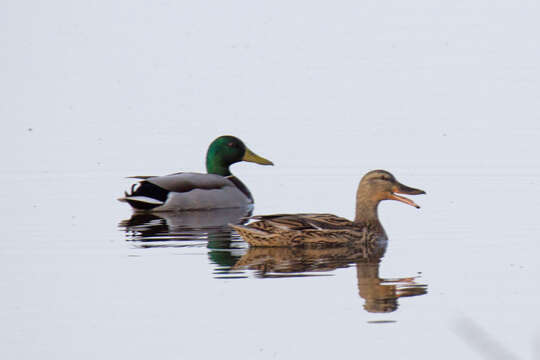 Image of Common Mallard