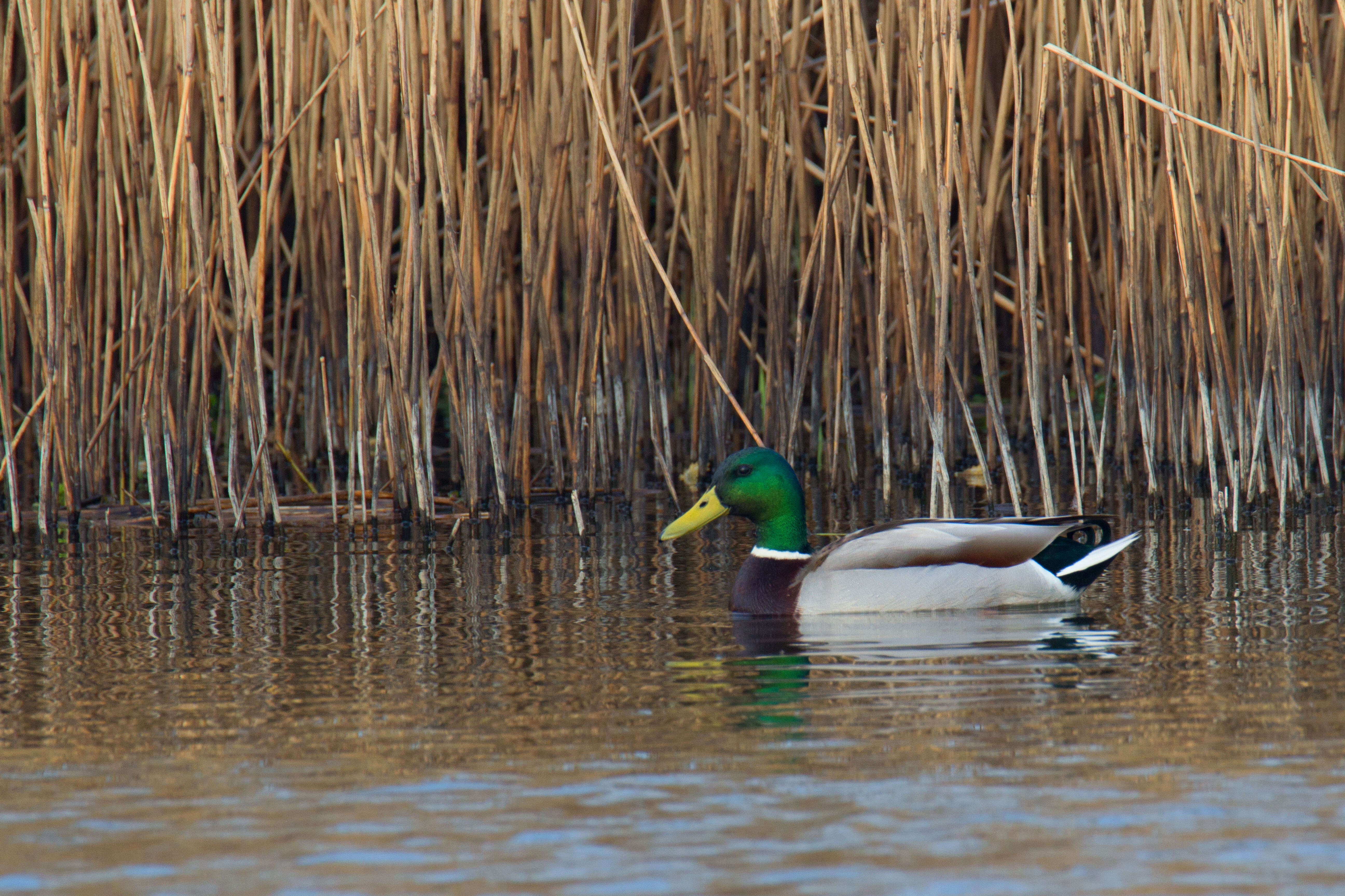 Image of Common Mallard