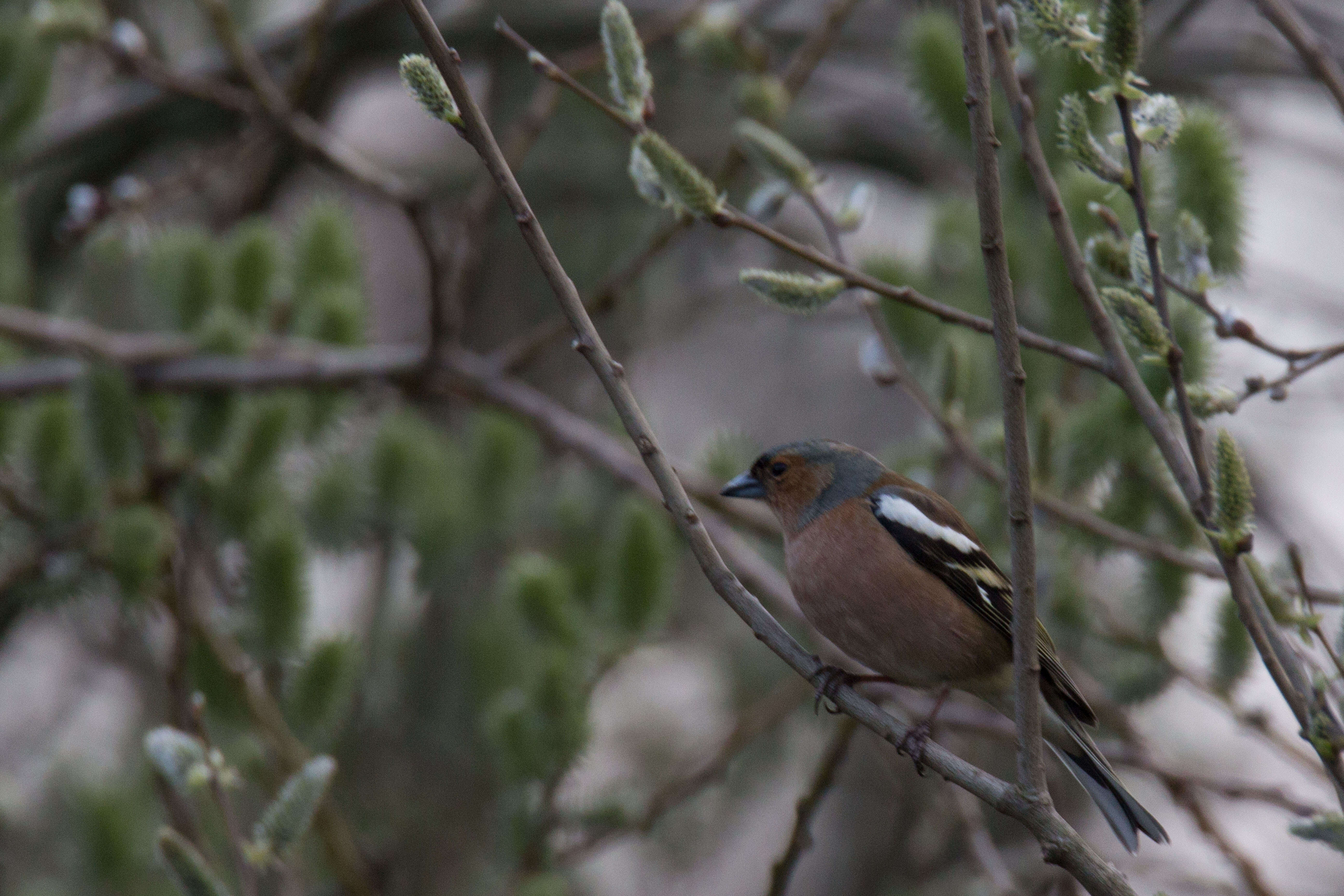 Image of Fringilla Linnaeus 1758