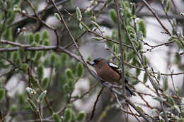 Image of Fringilla Linnaeus 1758