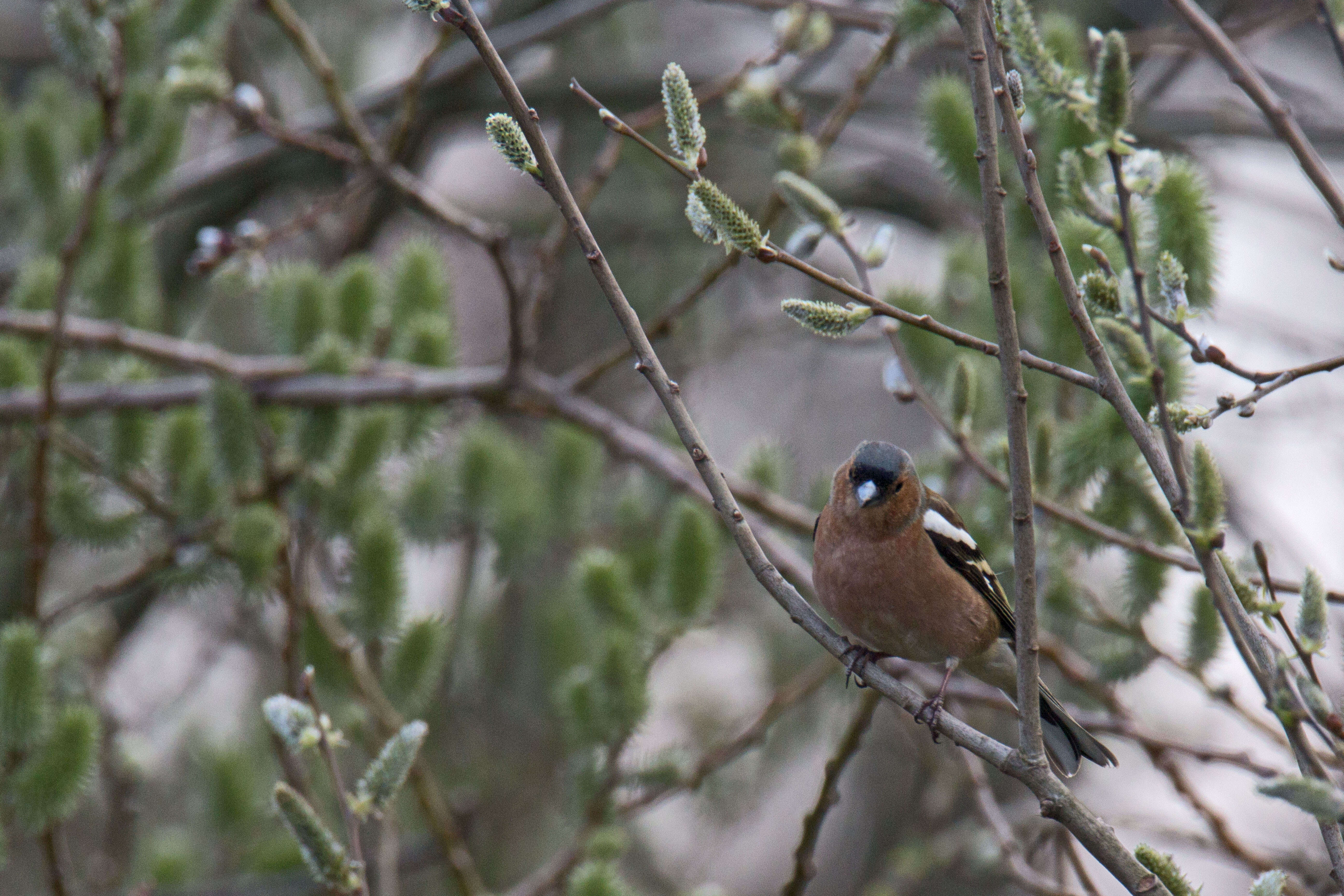 Image of Fringilla Linnaeus 1758