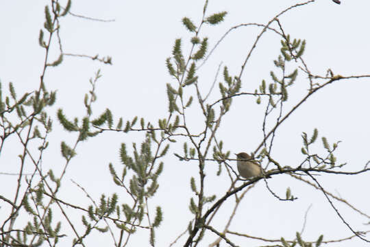 Image of Willow Warbler