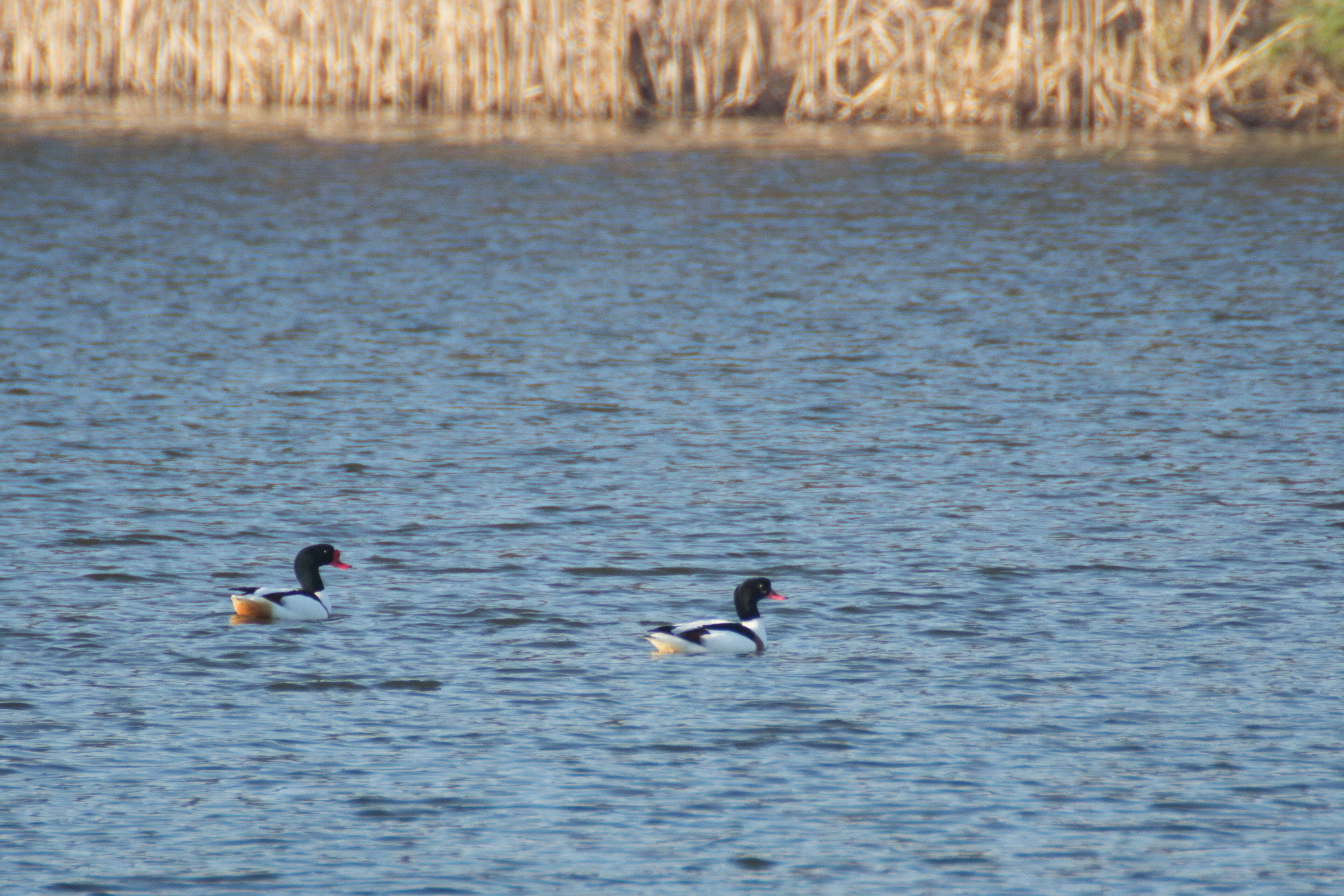 Image of shelduck, common shelduck