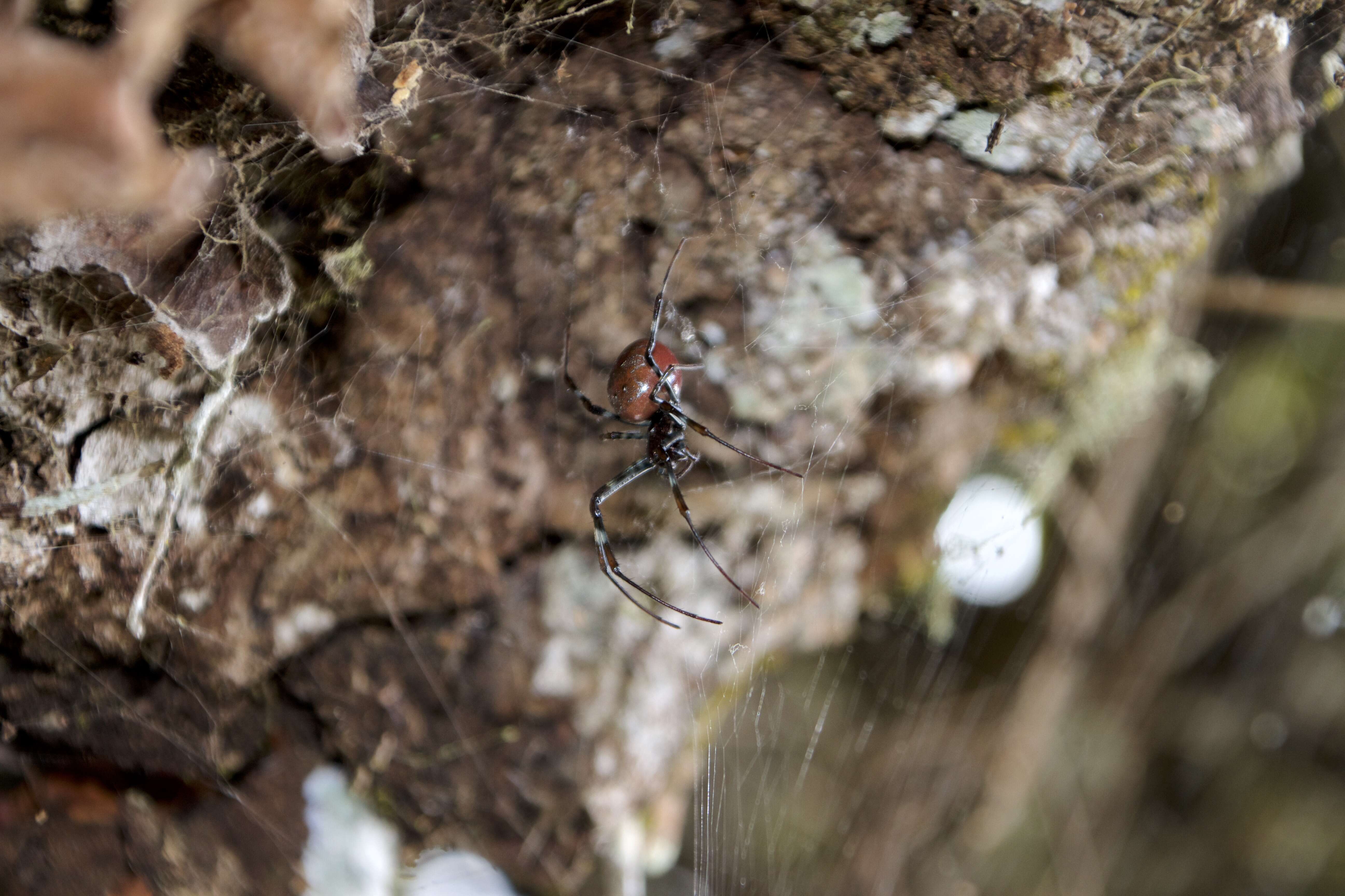 Image of Nephilengys borbonica