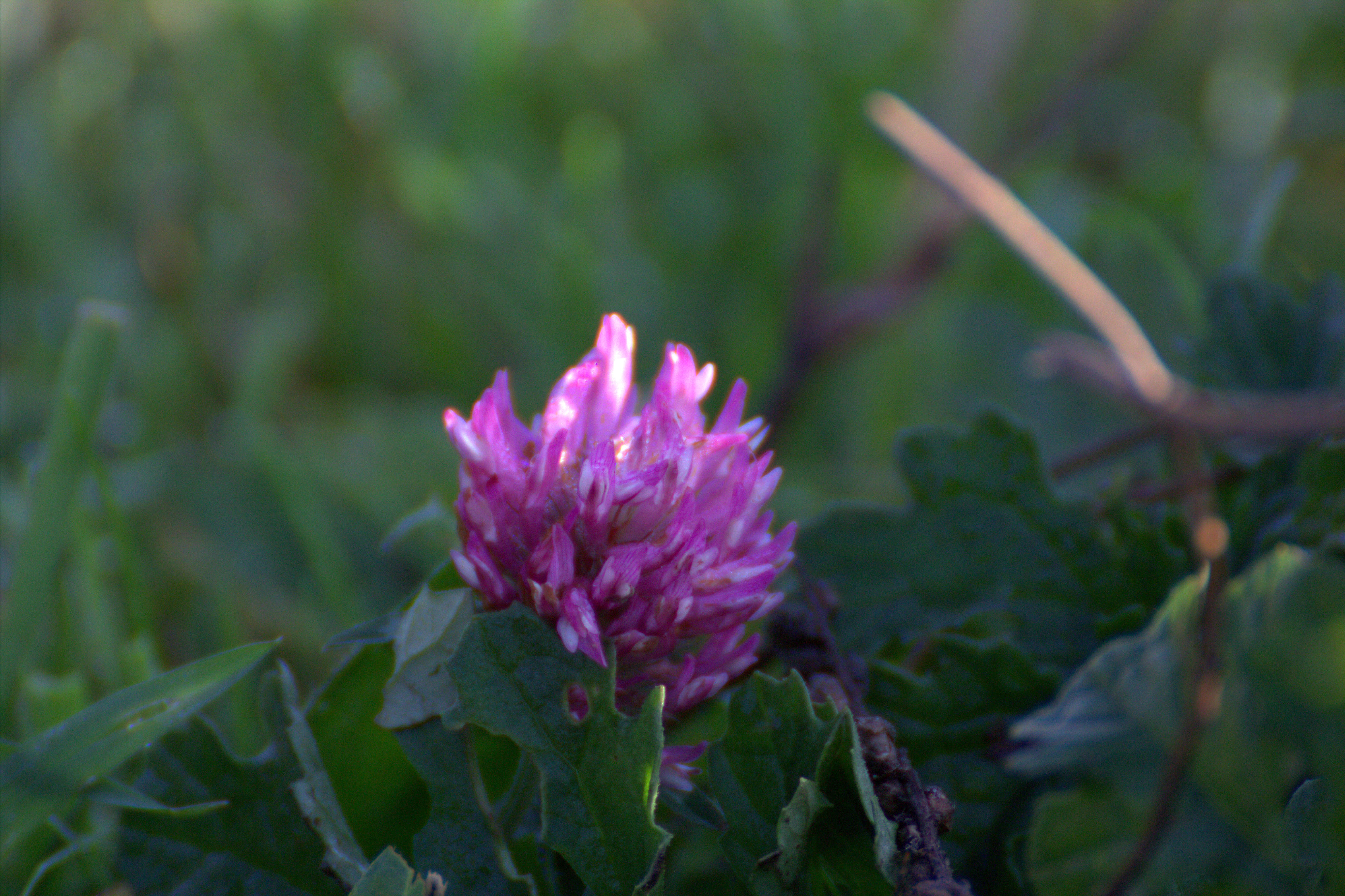 Image of Red Clover