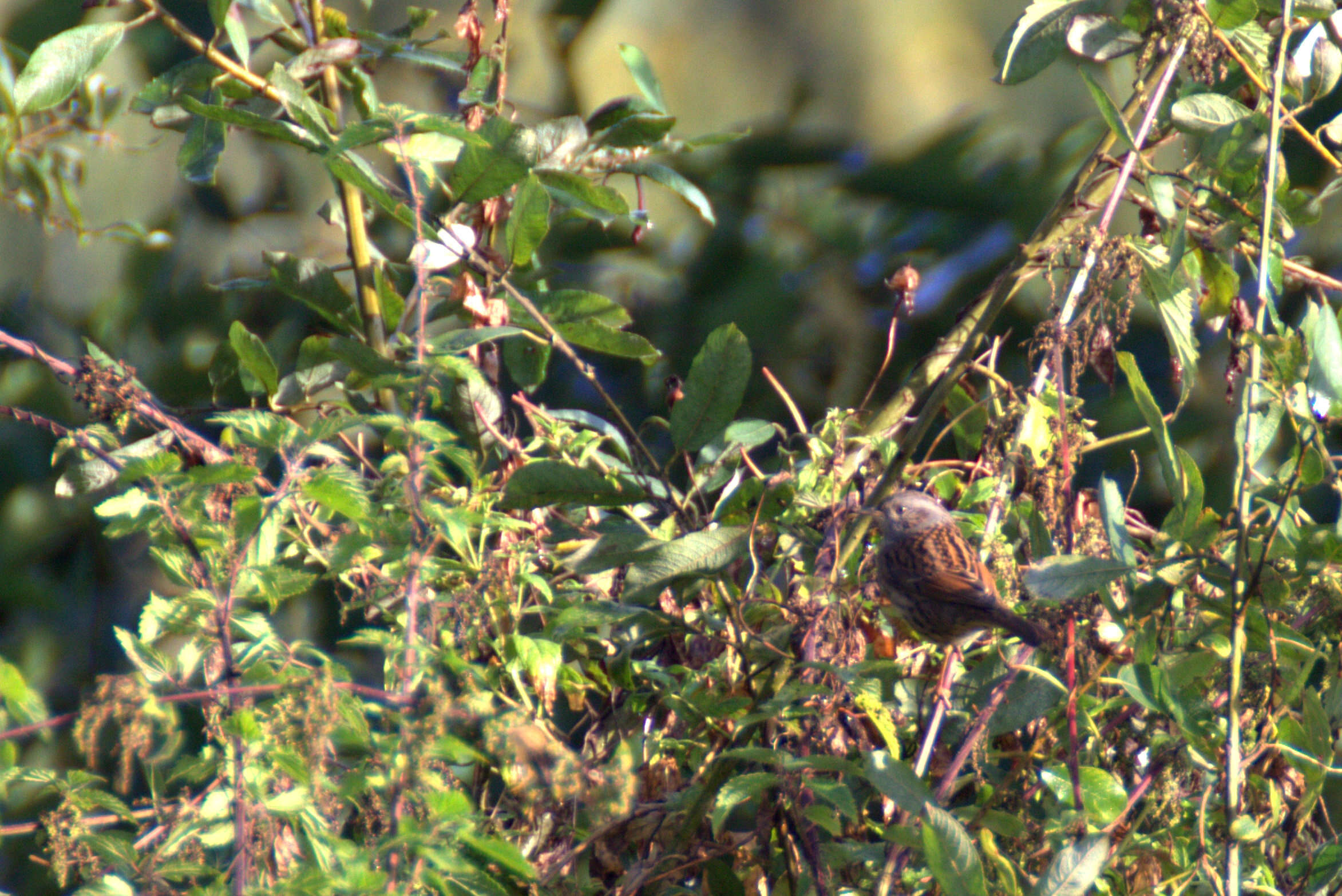 Image of Dunnock