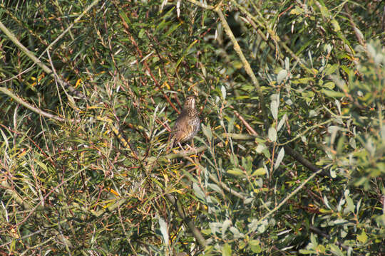 Image of Song Thrush