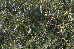 Image of Blackcap