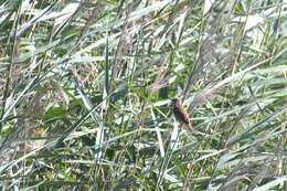 Image of Eurasian Reed Warbler