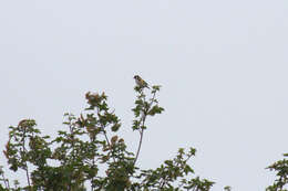 Image of European Goldfinch