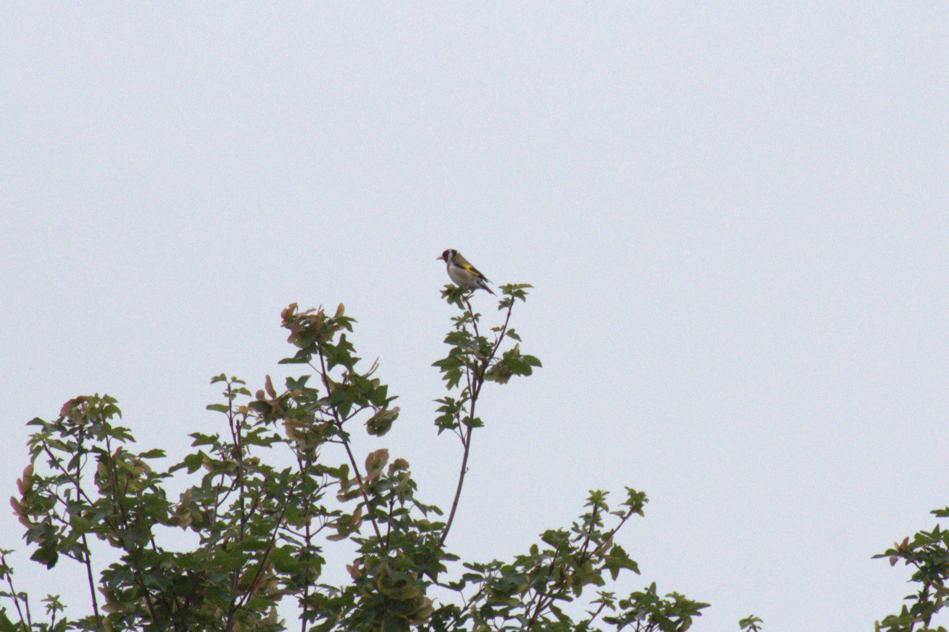 Image of European Goldfinch