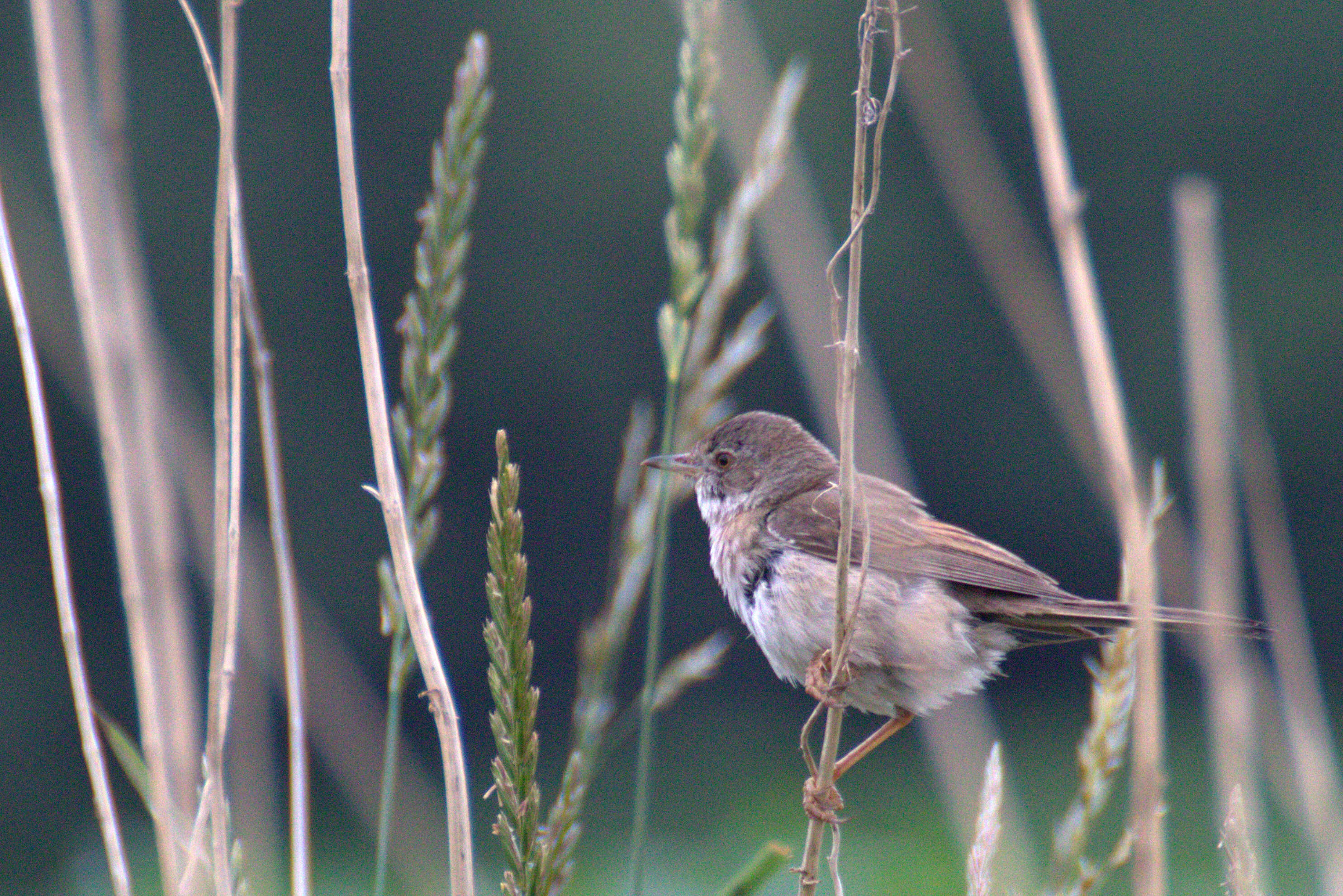 Image of Sylvia communis