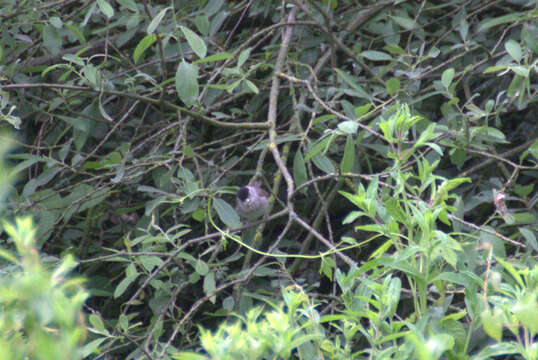 Image of Blackcap