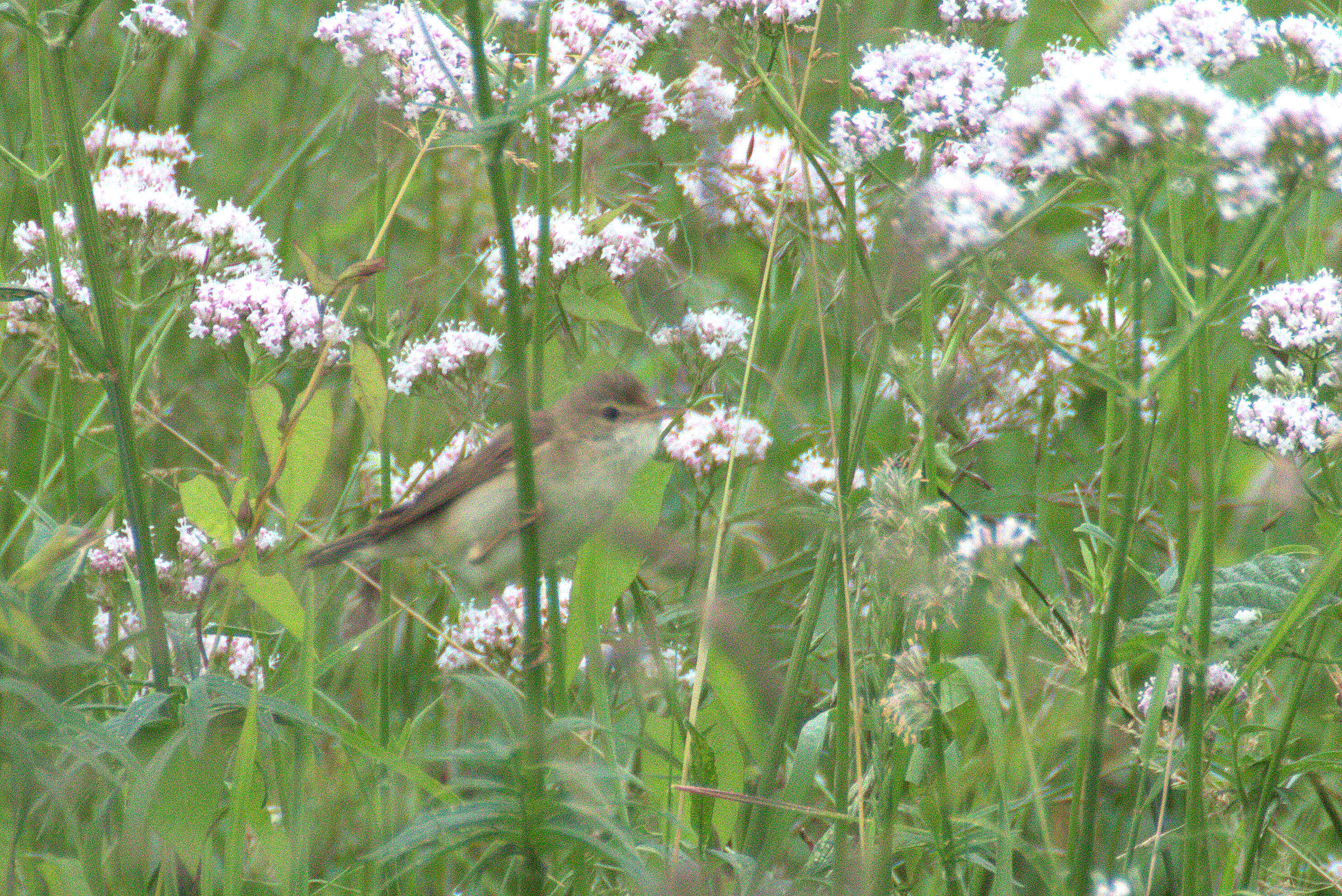 Image of Sylvia communis