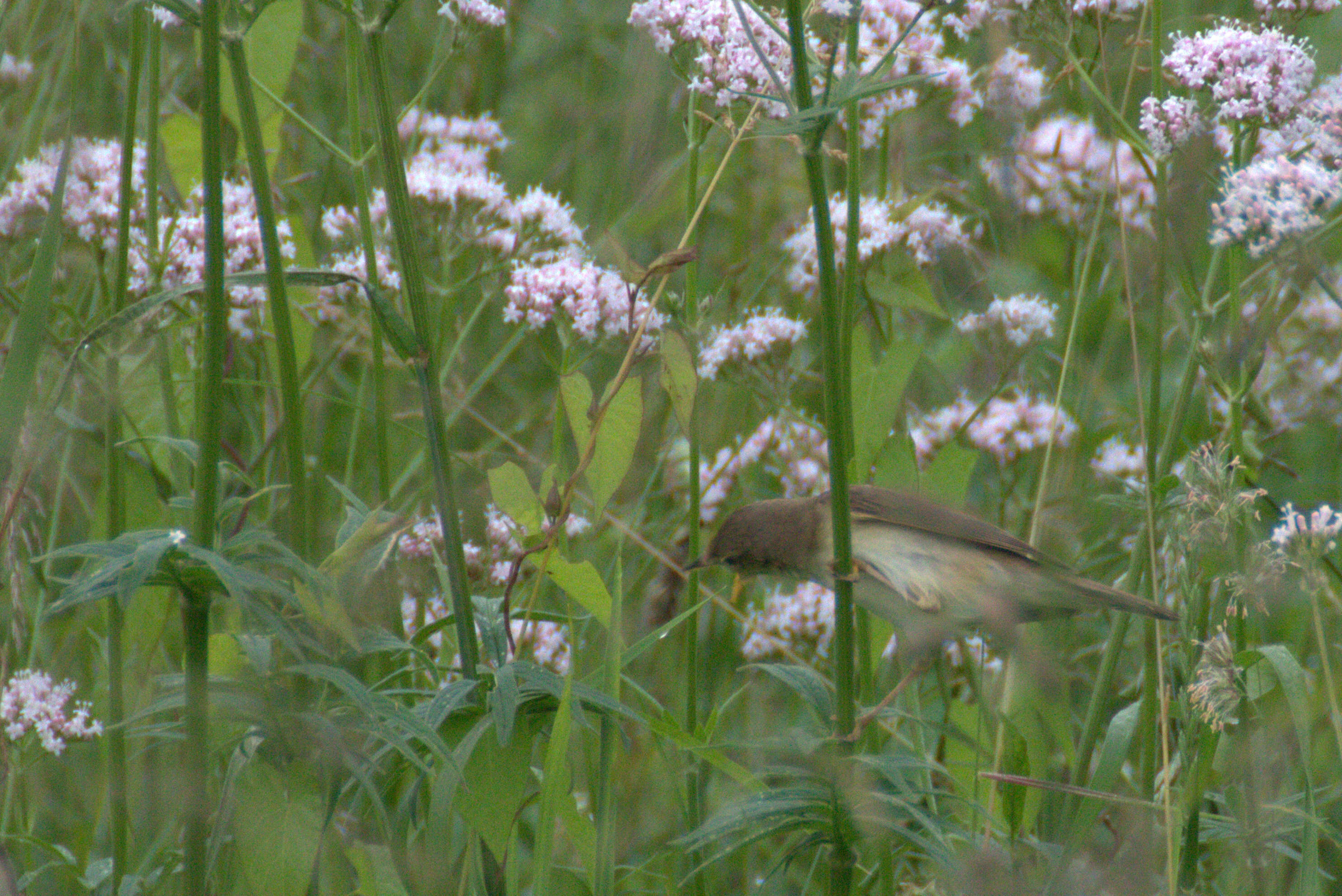 Image of Sylvia communis