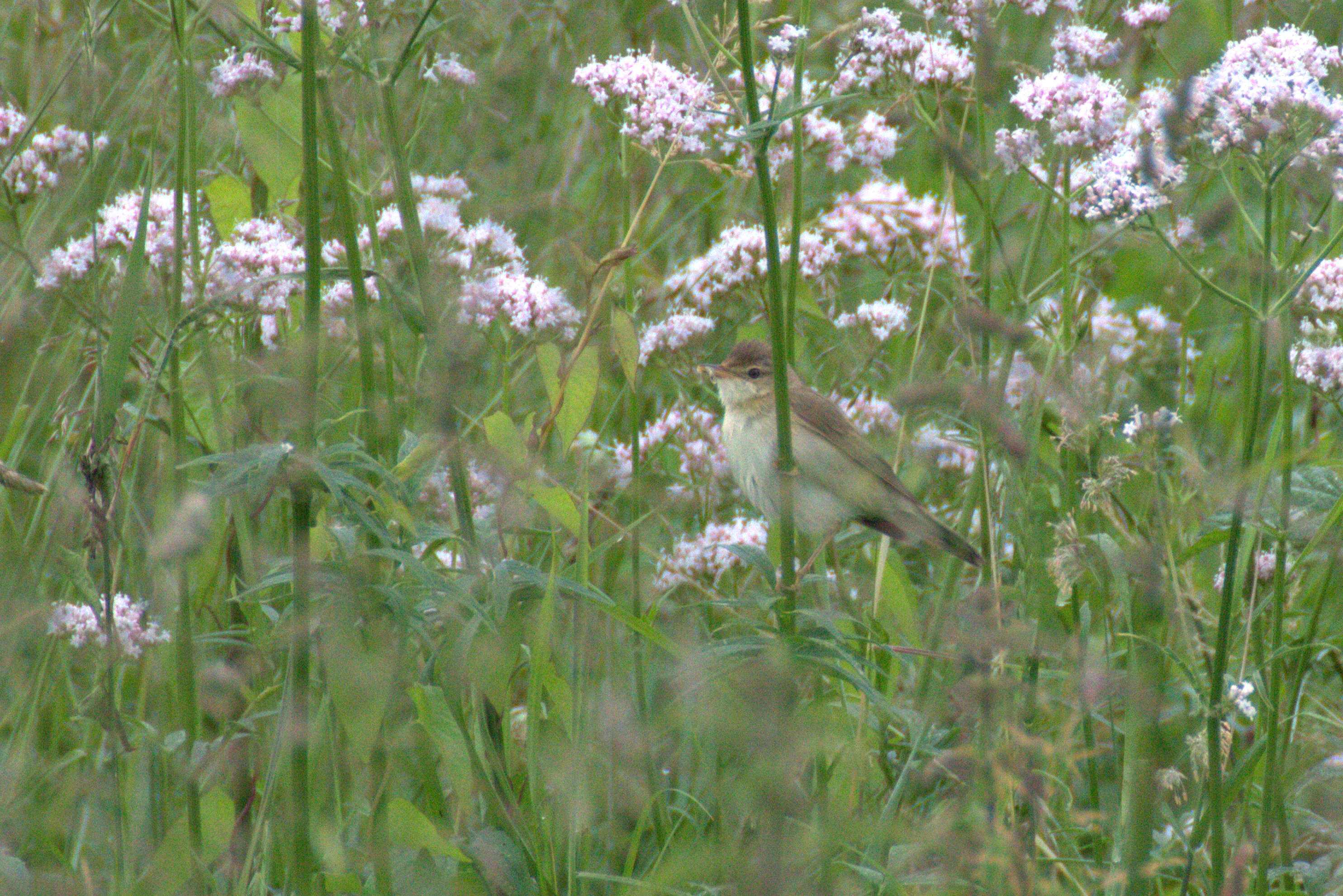 Image of Sylvia communis