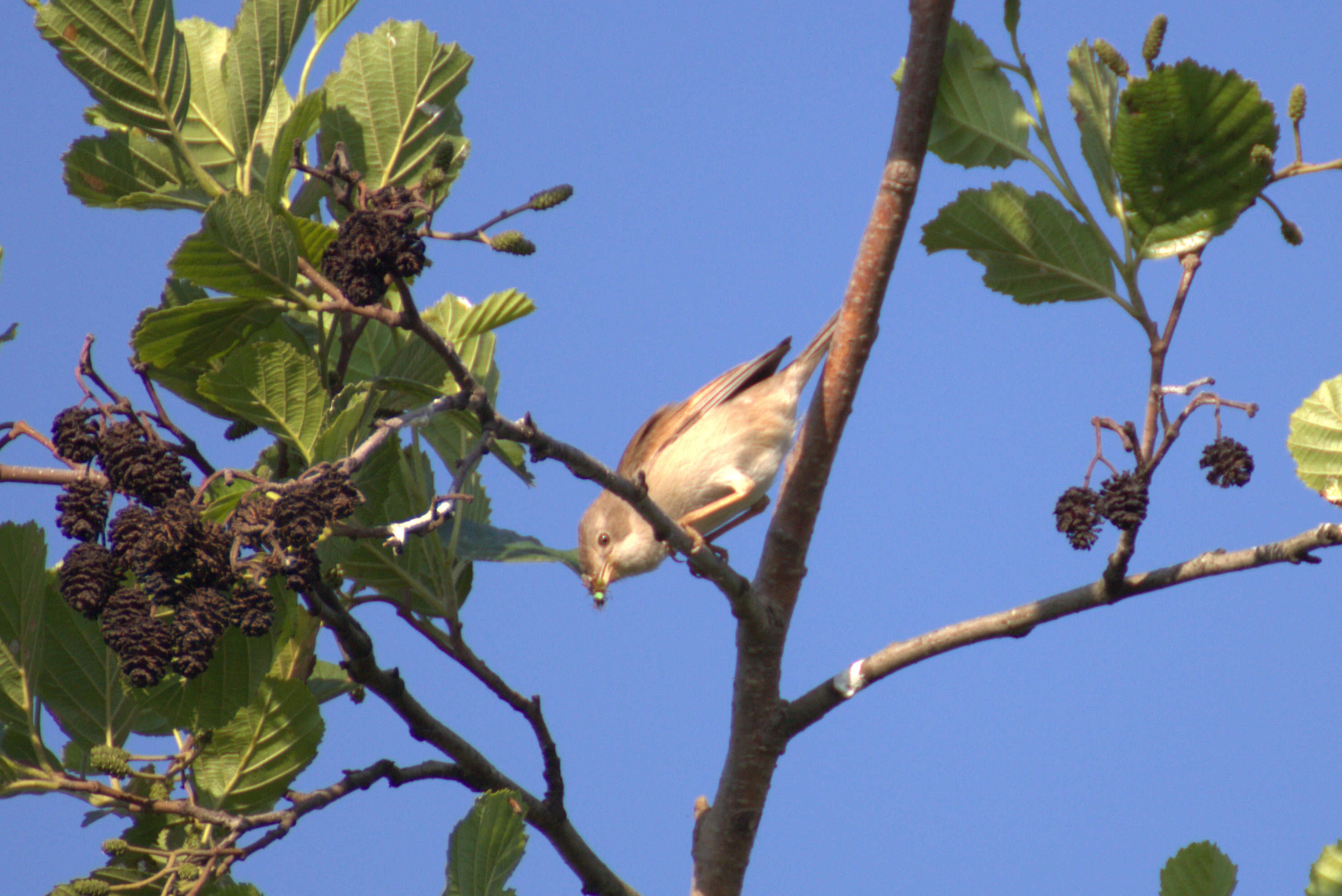 Image of Sylvia communis