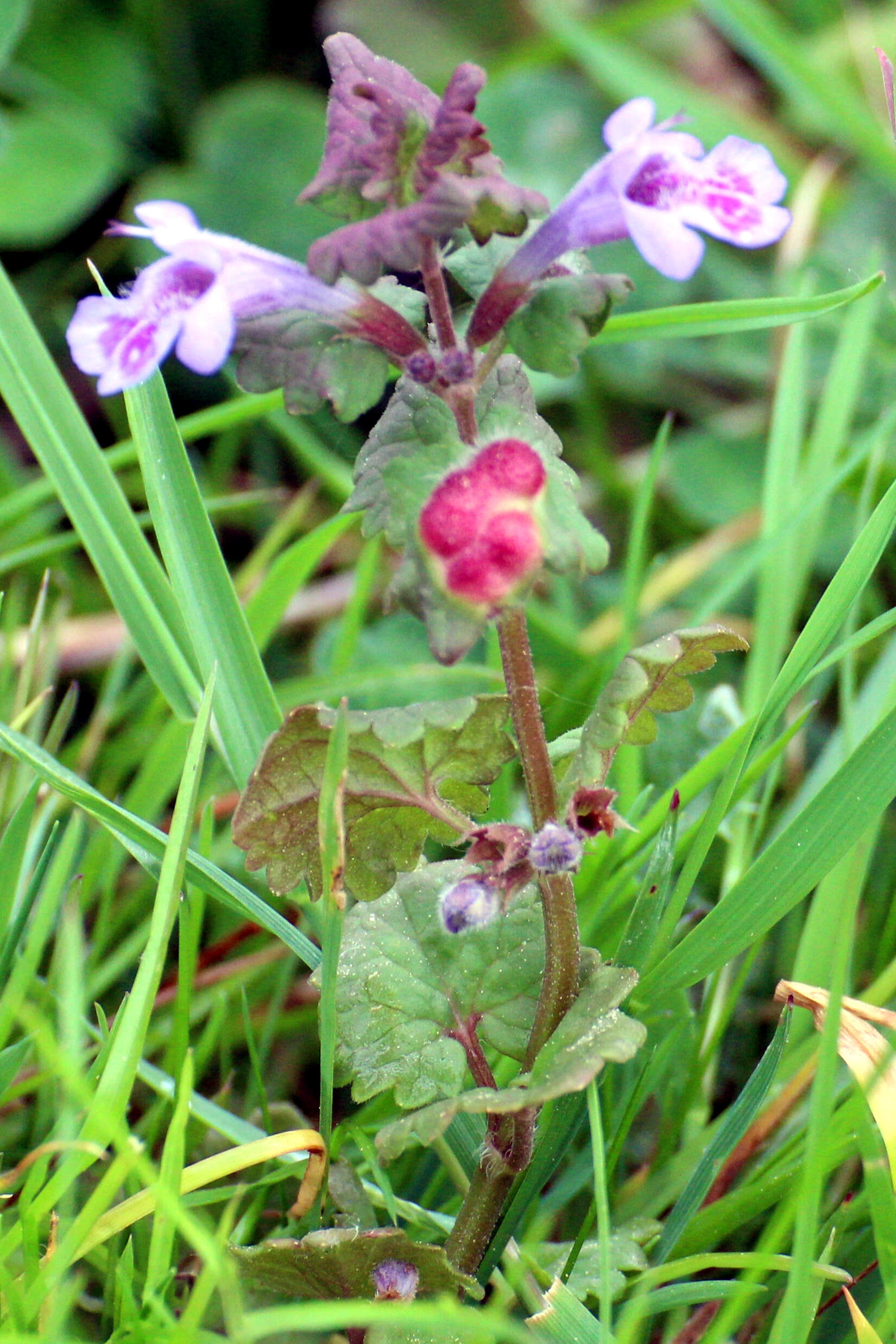 Imagem de Liposthenes glechomae (Linnaeus 1758)