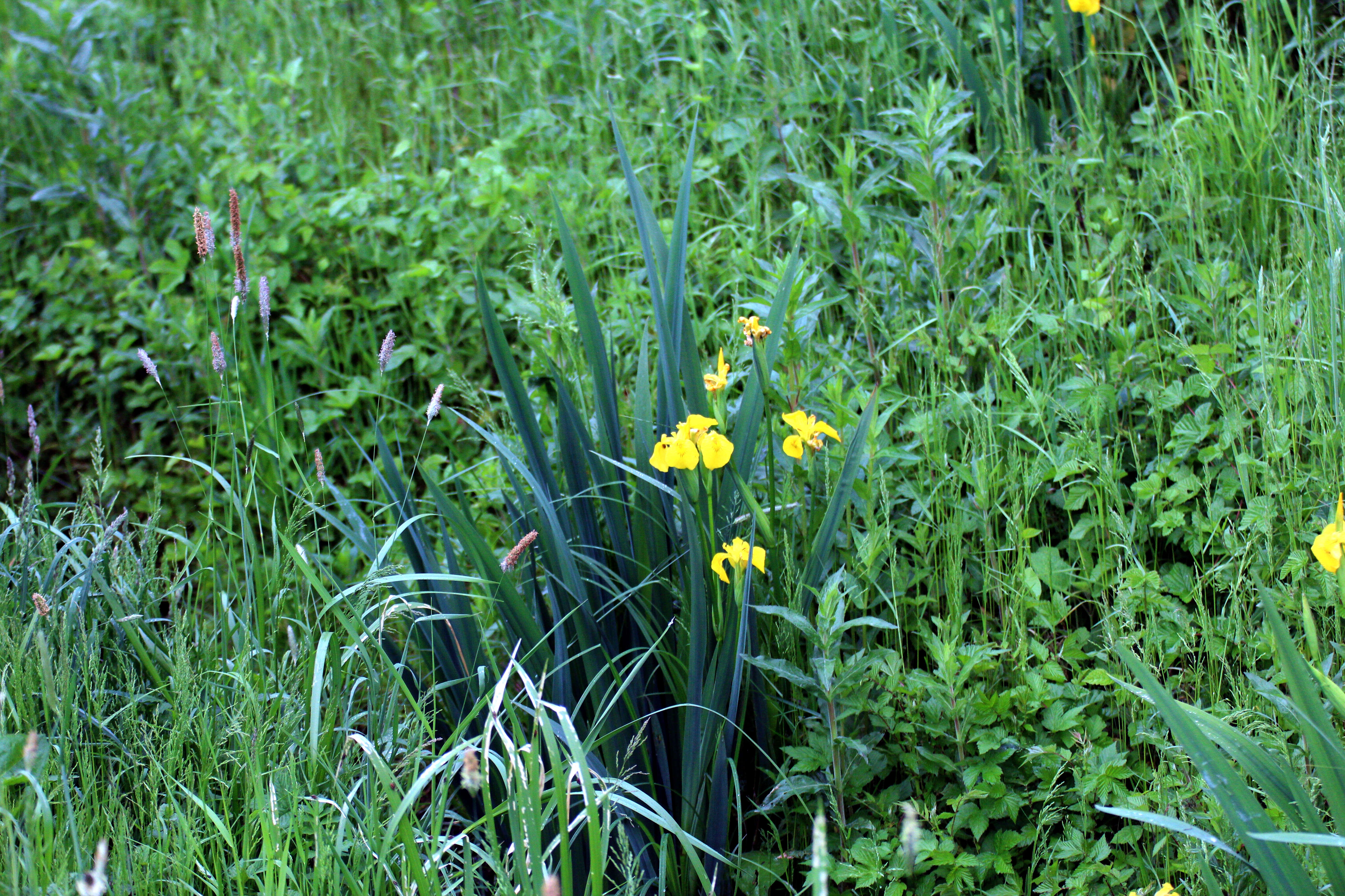 Image of yellow flag, yellow iris