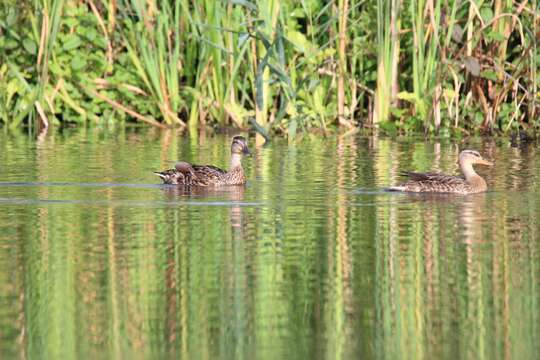 Image of Common Mallard