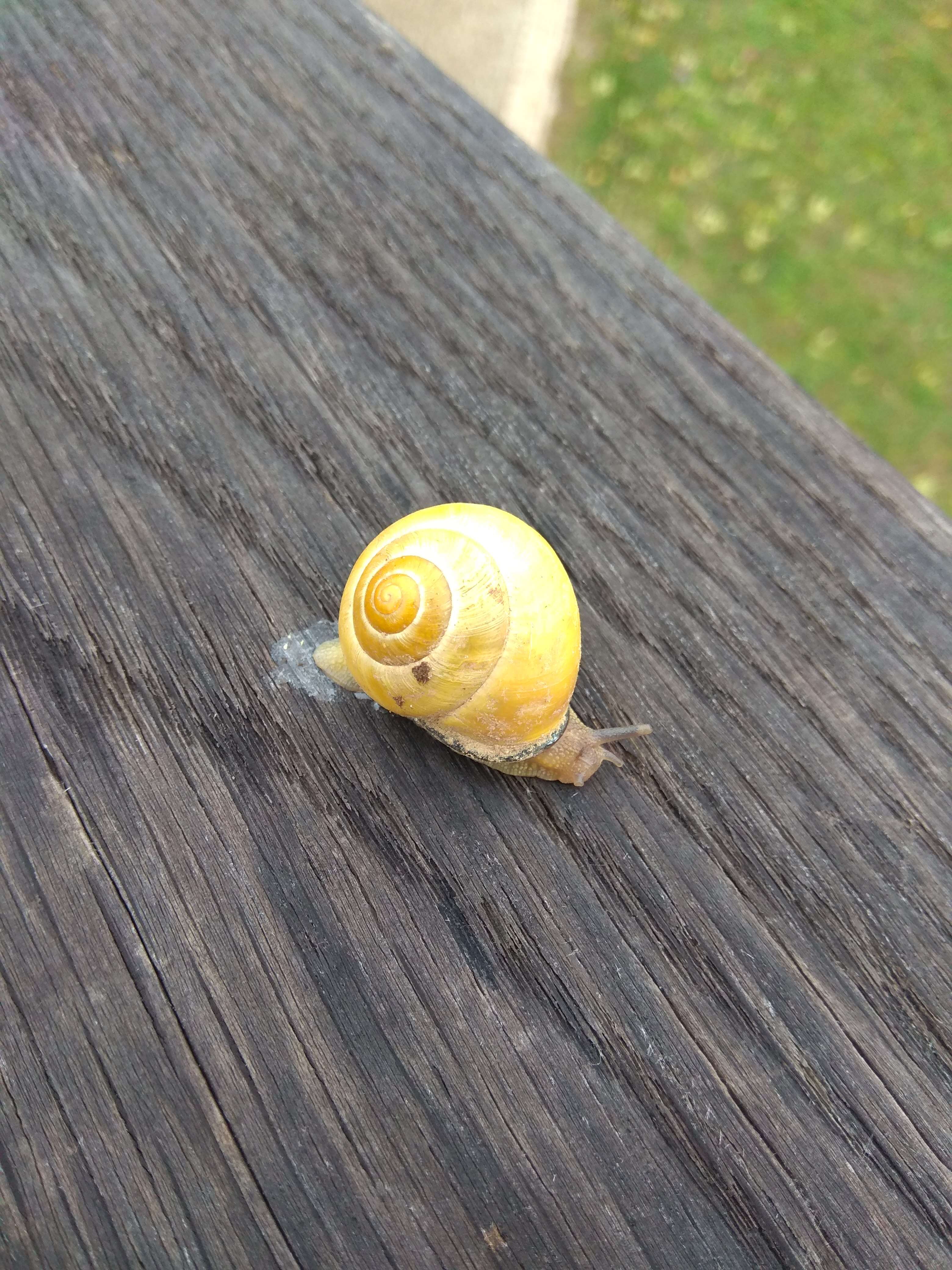 Image of Brown Lipped Snail