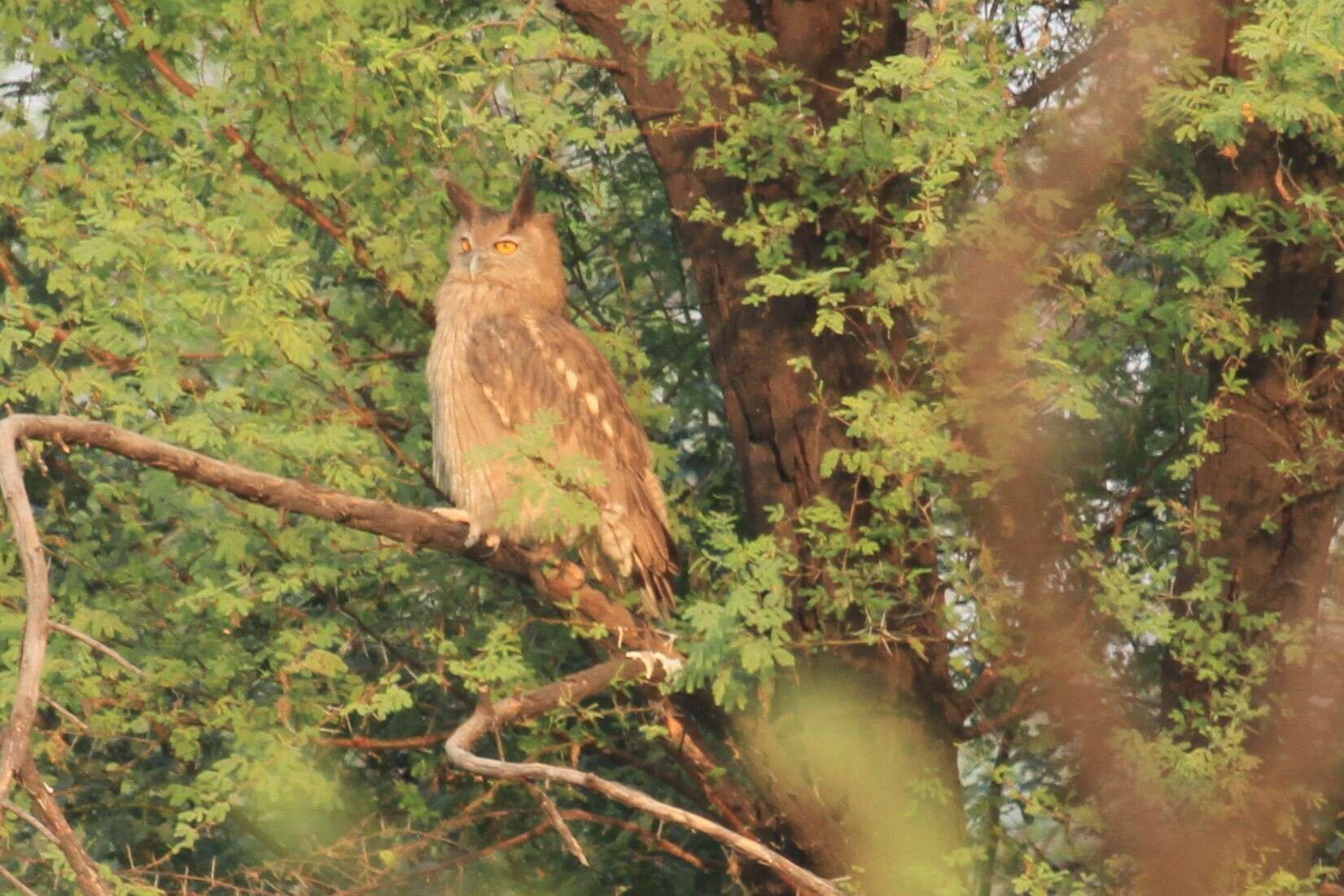 Image of Dusky Eagle-Owl