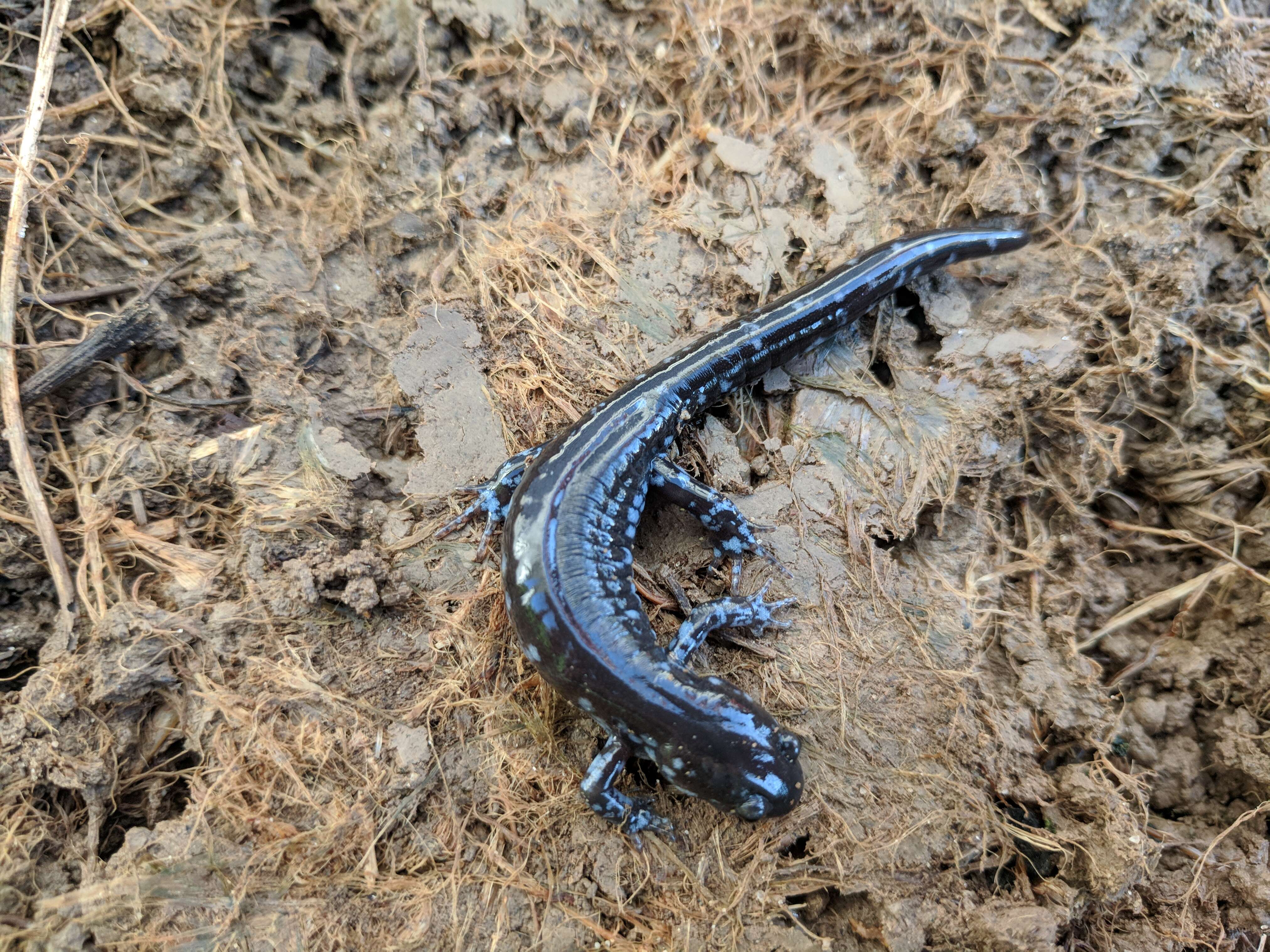 Image of Blue-spotted Salamander