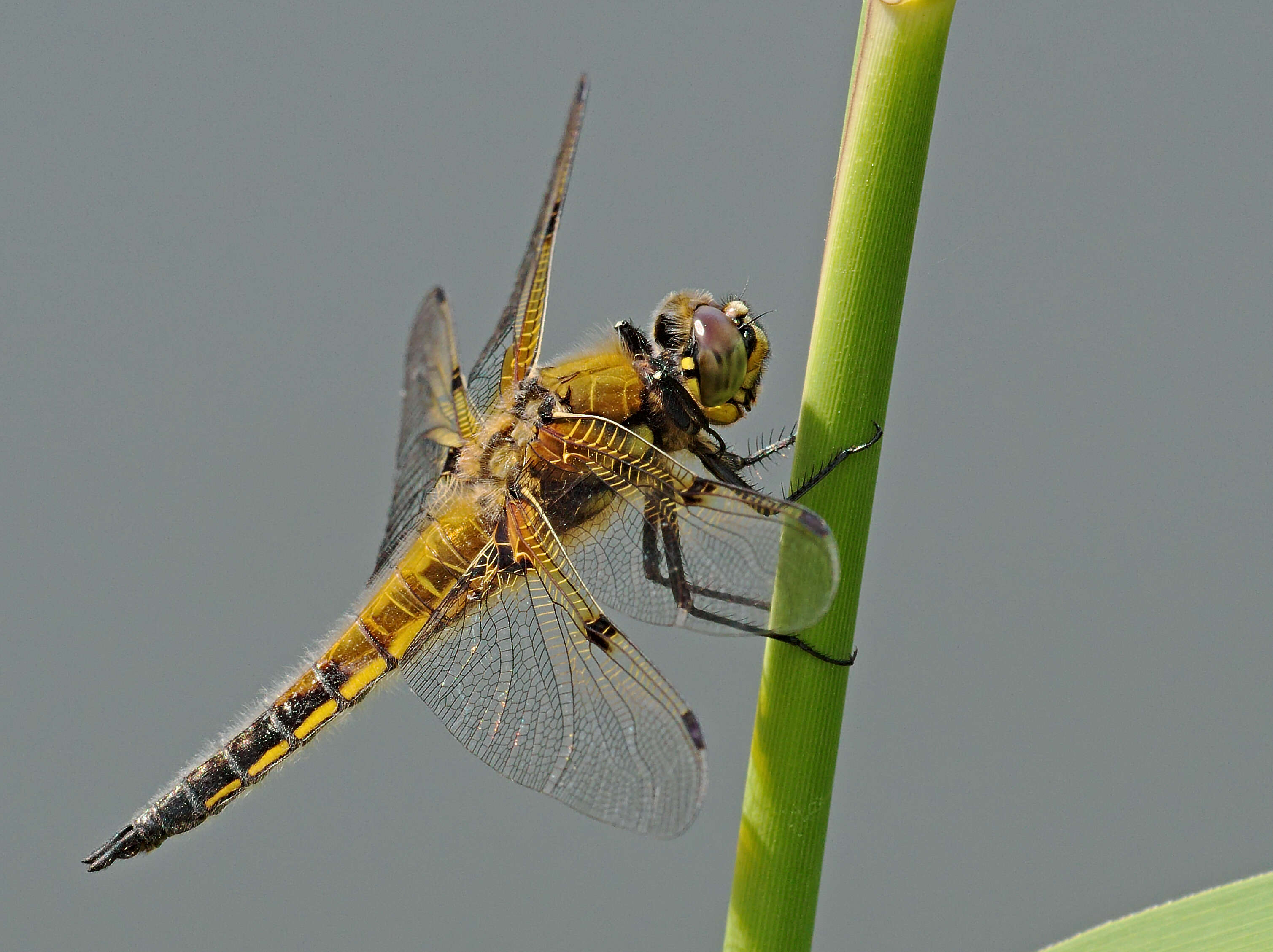 Image of Four-spotted Chaser